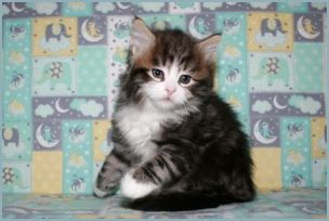 Male Siberian Kitten from Deedlebug Siberians